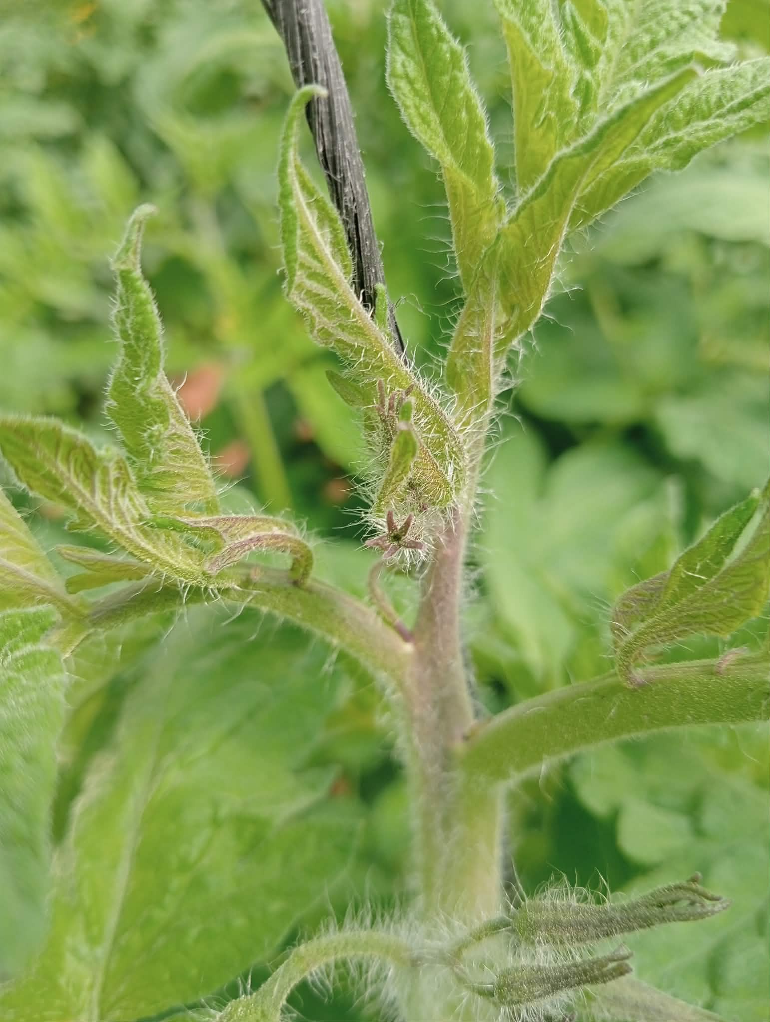 طماطم 
الاعراض في القمة النامية